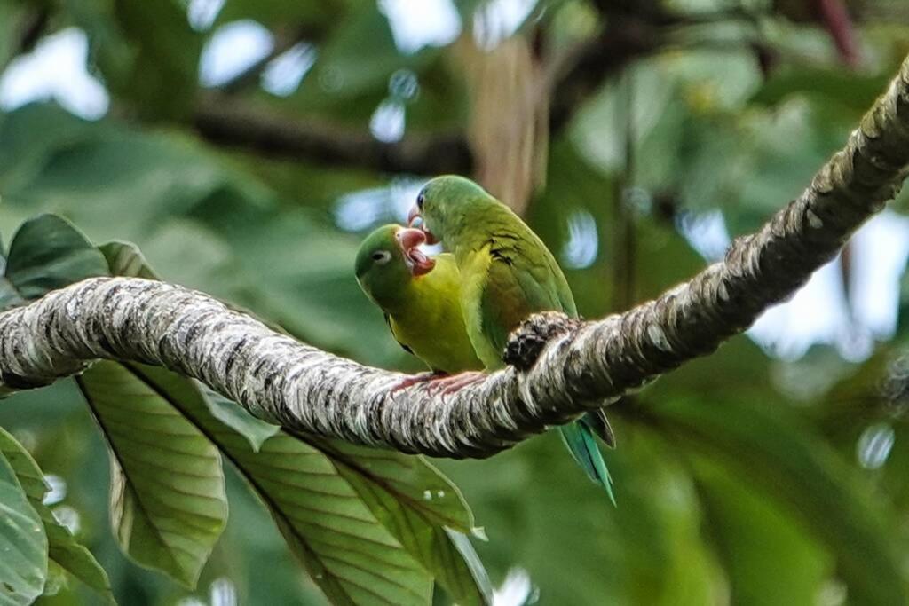 Into The Greens Madre de Dios エクステリア 写真
