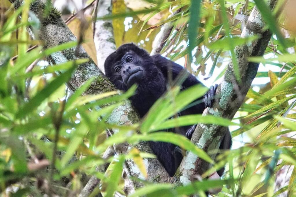 Into The Greens Madre de Dios エクステリア 写真