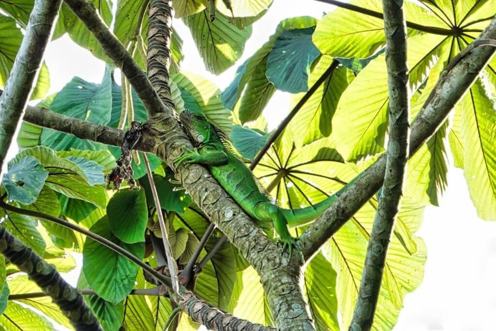Into The Greens Madre de Dios エクステリア 写真